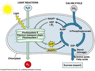 diagram of photosynthesis